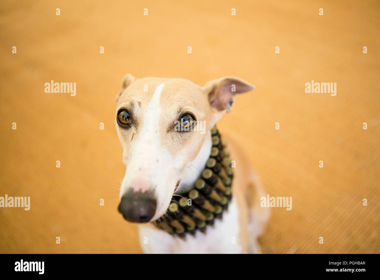 Brown And White Whippet Hound Dog Wearing Bullet Belt Around Neck