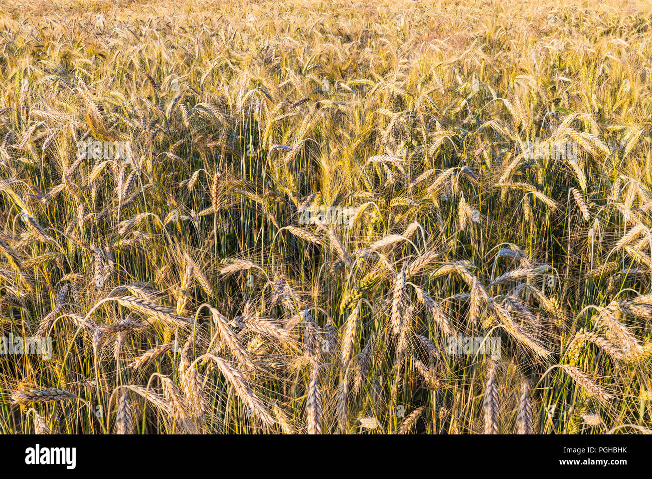 Rural field of ripe rye ears as background. Secale cereale. Golden grain spikes close-up in summer rural landscape. Natural texture of organic crop. Stock Photo