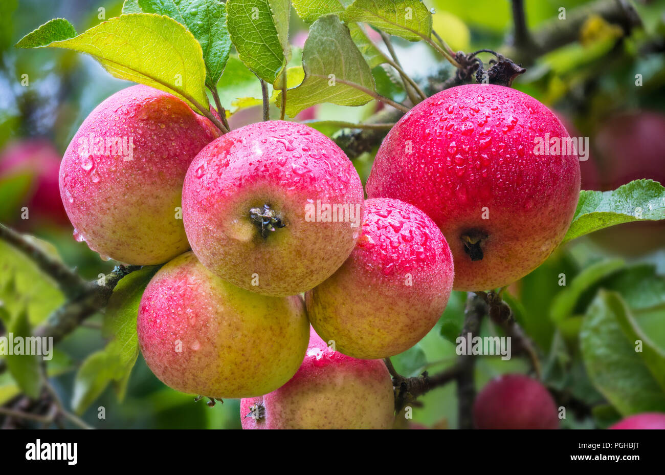 Group of beautiful aromatic apples in a garden. Malus domestica. Yummy sweet red fruits, rain drops. Apple tree branch, green leaves. Farming, orchard. Stock Photo