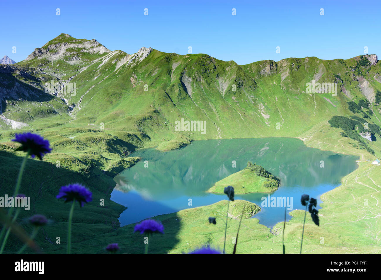 Allgäuer Alpen: lake Schrecksee, flower flowers, alp, Schwaben, Allgäu, Swabia, Bayern, Bavaria, Germany Stock Photo