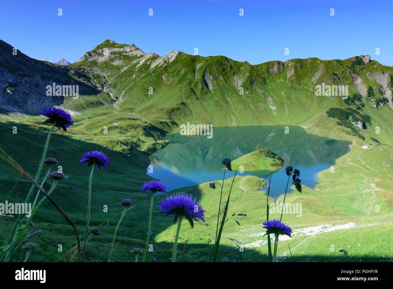 Allgäuer Alpen: lake Schrecksee, flower flowers, alp, Schwaben, Allgäu, Swabia, Bayern, Bavaria, Germany Stock Photo