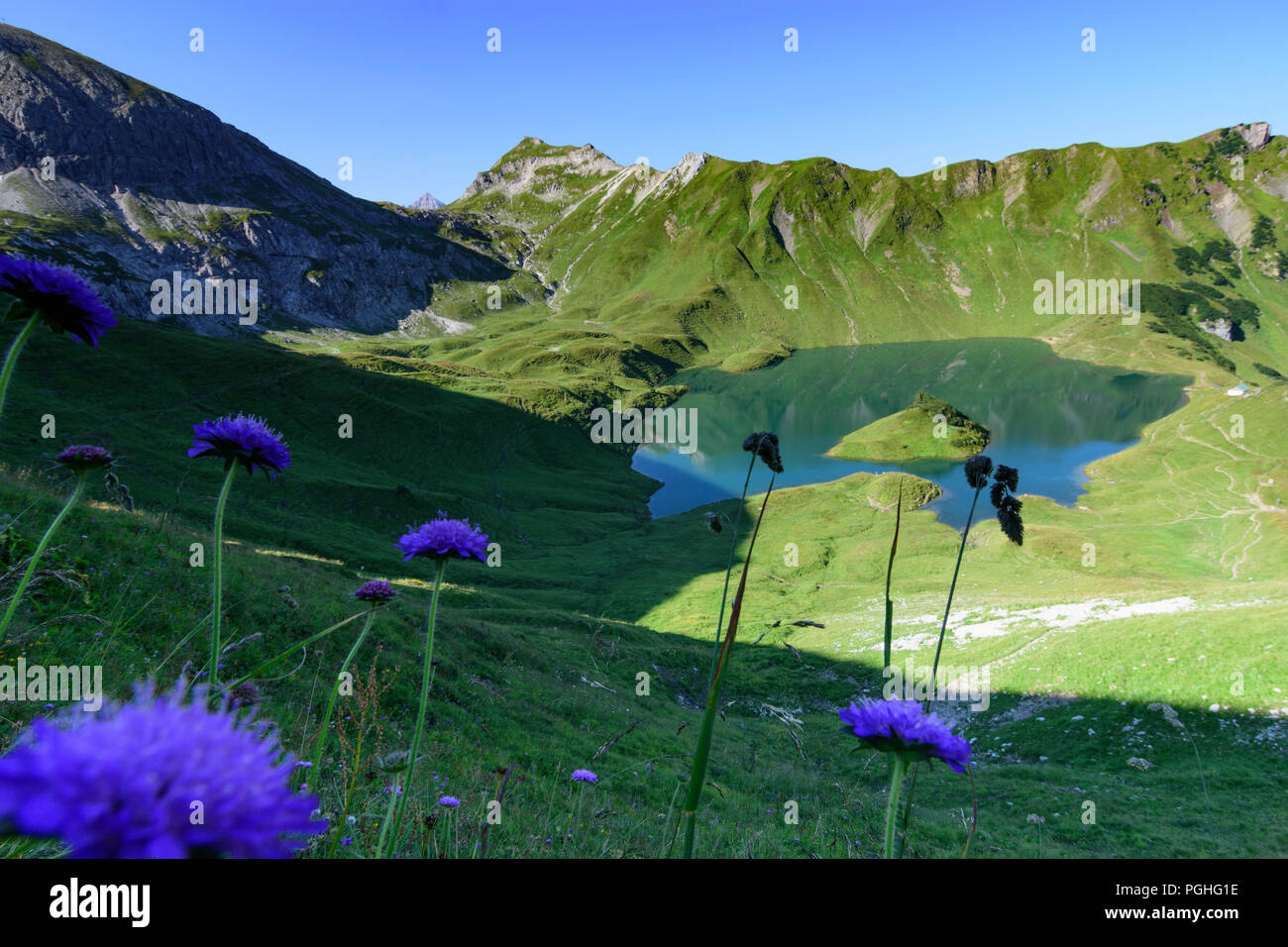 Allgäuer Alpen: lake Schrecksee, flower flowers, alp, Schwaben, Allgäu, Swabia, Bayern, Bavaria, Germany Stock Photo