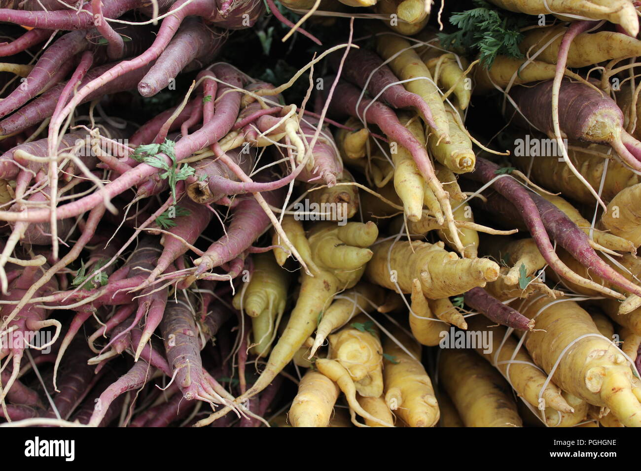Farm fresh dark purple and lighter colored carrots at the Farmer's Market at Daley Plaza in downtown Chicago on a sunny summer day. Stock Photo