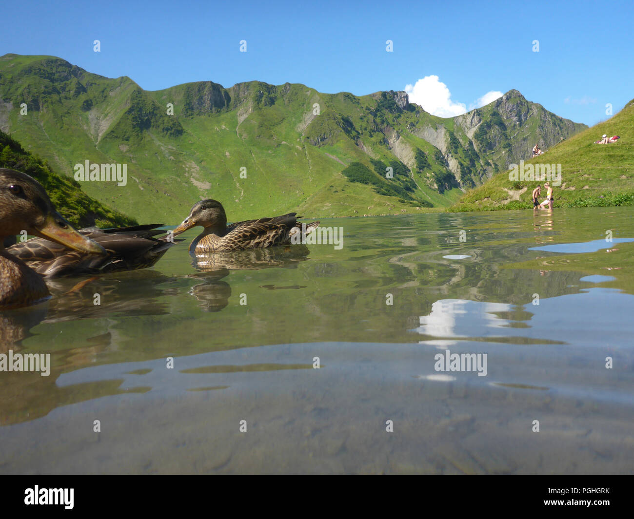 Allgäuer Alpen: lake Schrecksee, Mallard duck ducks (Anas platyrhynchos ...