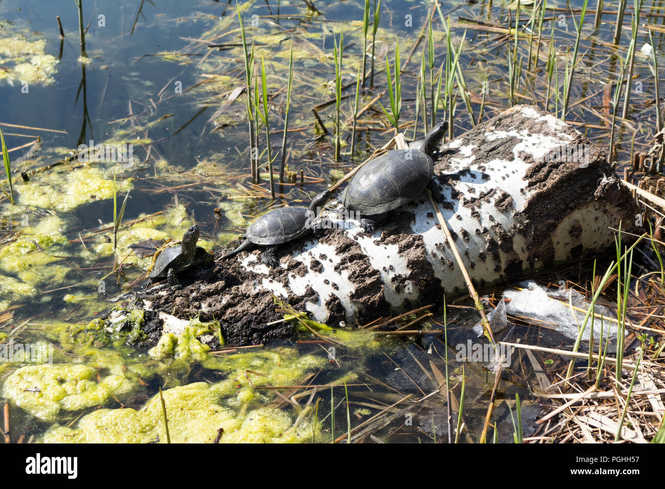 Three European turtles on a log in the pond on a sunny day. Stock Photo