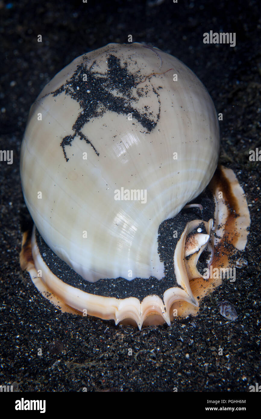 A Grey bonnet shell, Phalium glaucum, crawls slowly across the black sand seafloor of Lembeh Strait, Indonesia. This area has high marine biodiversity. Stock Photo