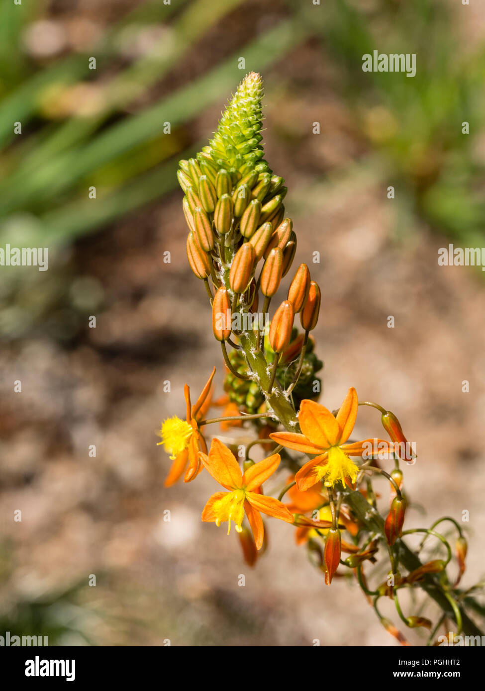 Orange and yellow flowers in the spike of the succulent evergreen, Bulbine frutescens Stock Photo