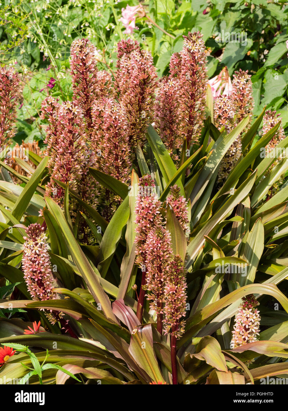 Upright spikes of dark red and white flowers contrast with bronze foliage of the half-hardy bulb, Eucomis comosa 'Sparkling Burgundy' Stock Photo