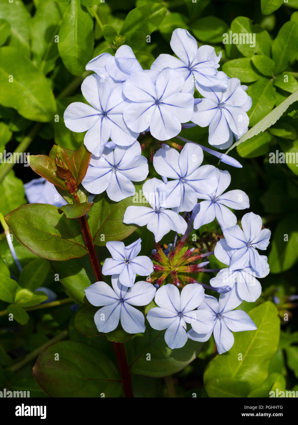 Pale blue flowers of the tender Cape figwort, Plumbago capensis, a tender scrambling shrub Stock Photo