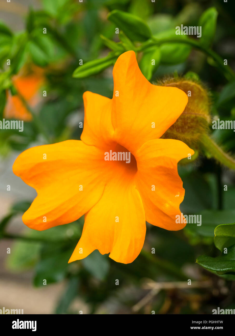Bright orange flower of the half-hardy orange clock vine, Thunbergia gregorii Stock Photo