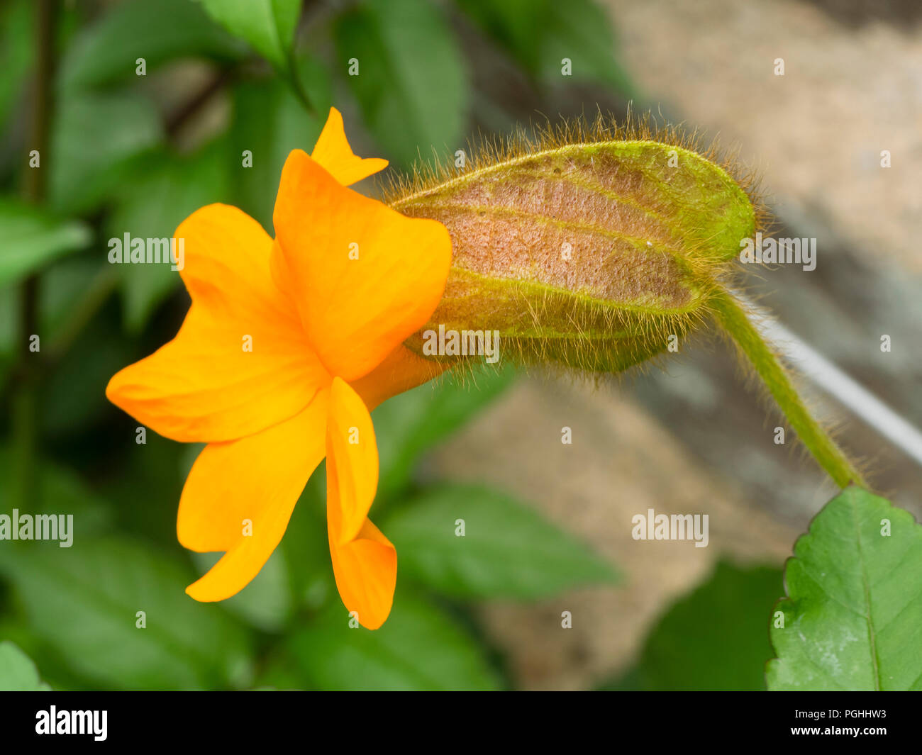 Bright orange flower of the half-hardy orange clock vine, Thunbergia gregorii Stock Photo