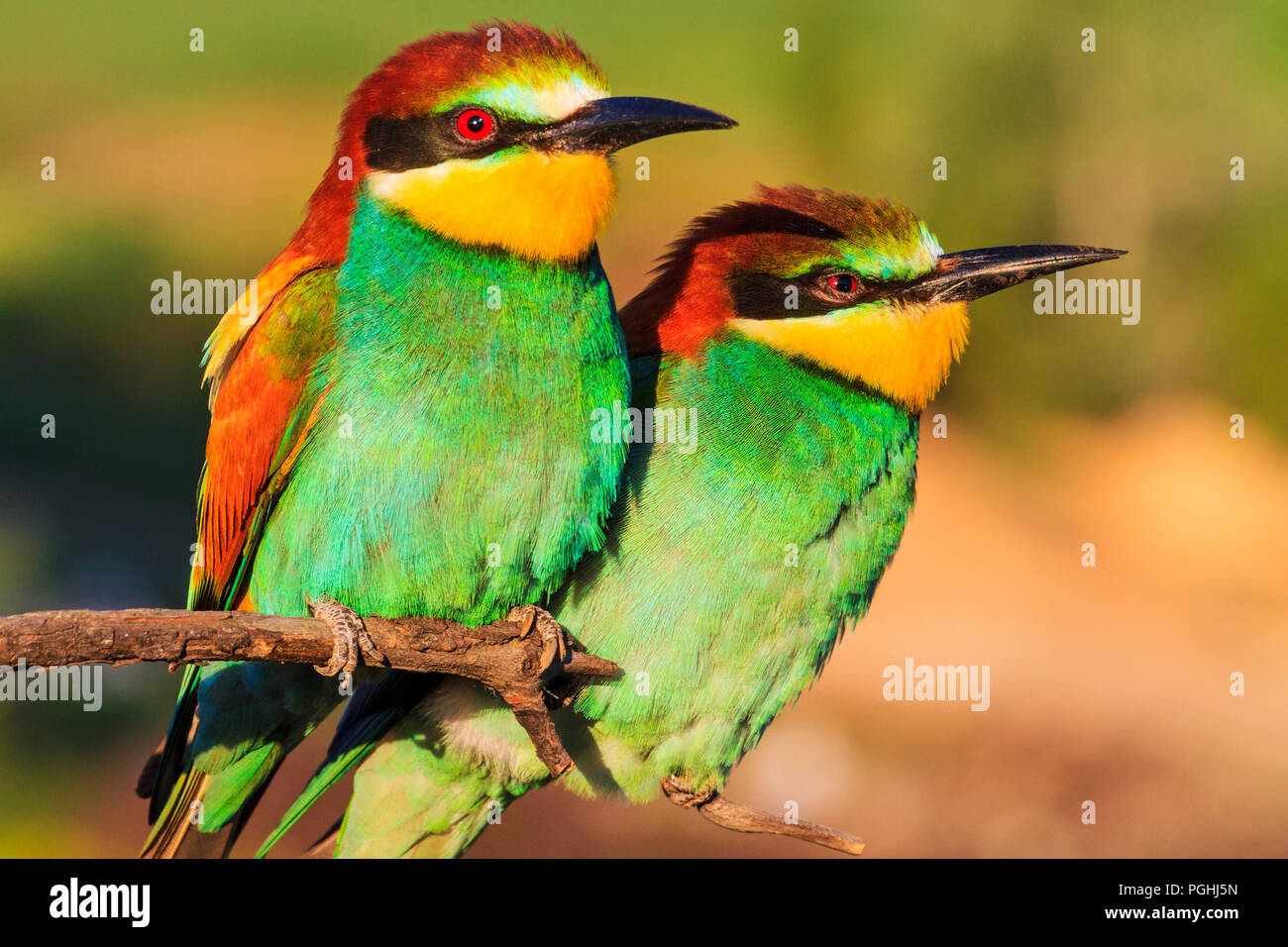 Very beautiful birds hi-res stock photography and images - Alamy