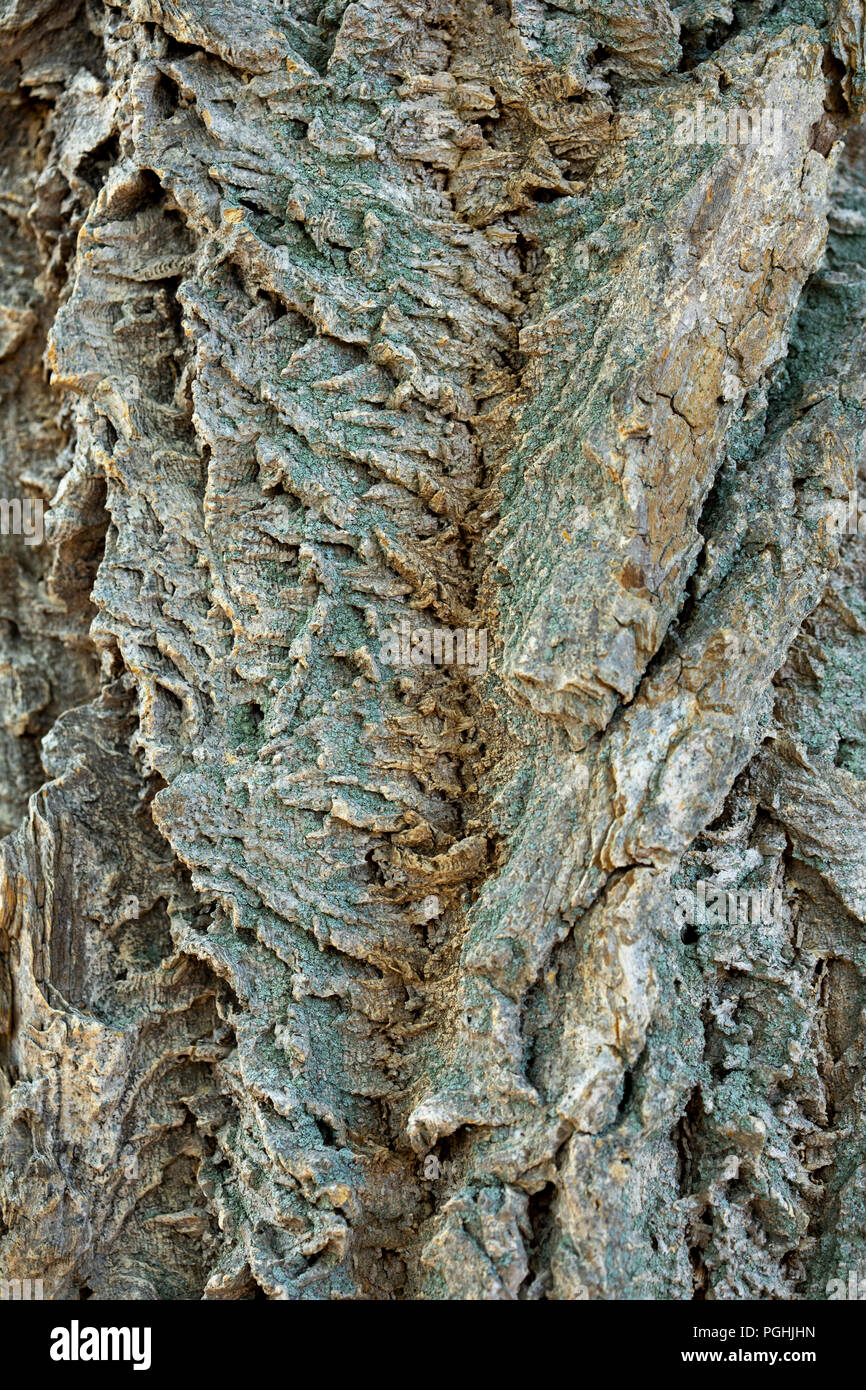 Bark of Phellodendron Amurense Lavalle Cork Tree Amur Corktree Stock