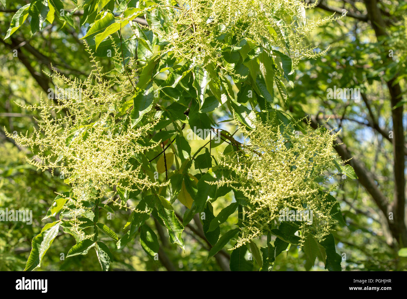 Flowering Rhus Chinensis Chinese Sumac Stock Photo