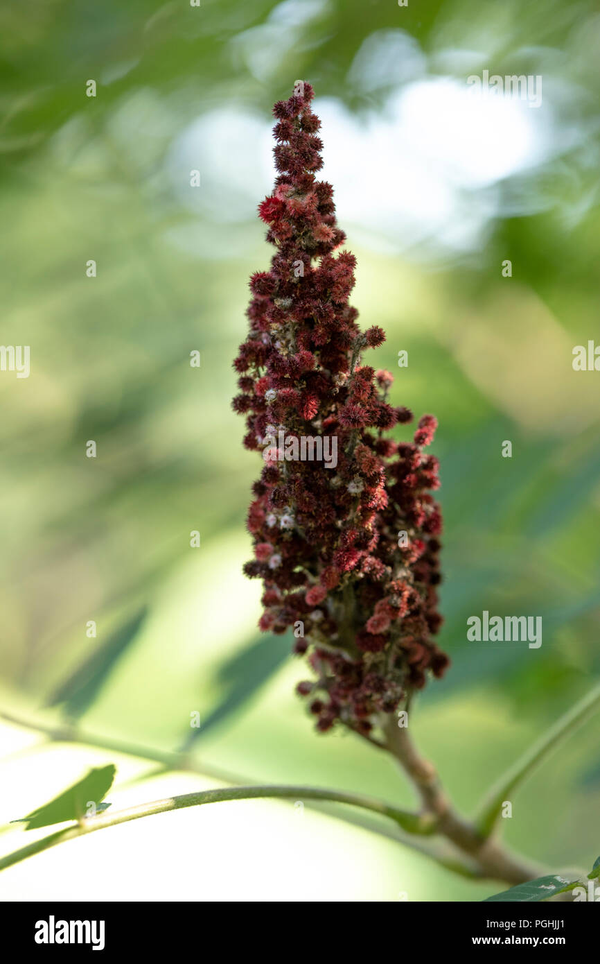 Flower of Rhus Typhina Staghorn Sumac Stock Photo