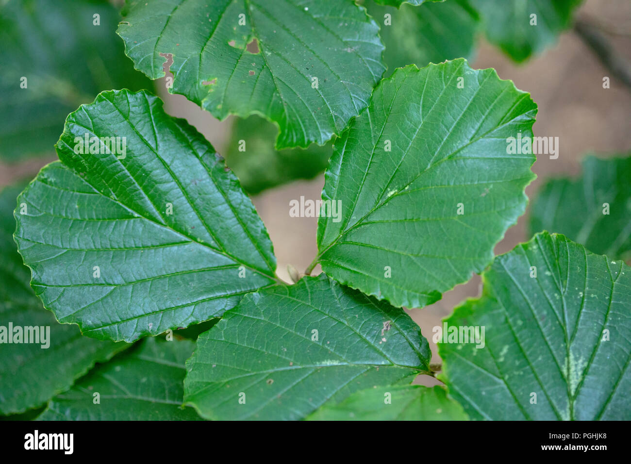 Leaf of Cedrela Sinensis Chinese Cedrela Chinese Toon Tree Stock Photo