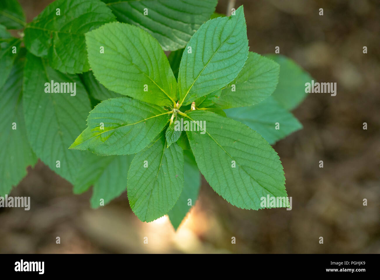 Leaf of Clethra Alnifolia Summersweet Coastal Sweet Pepperbush Stock Photo