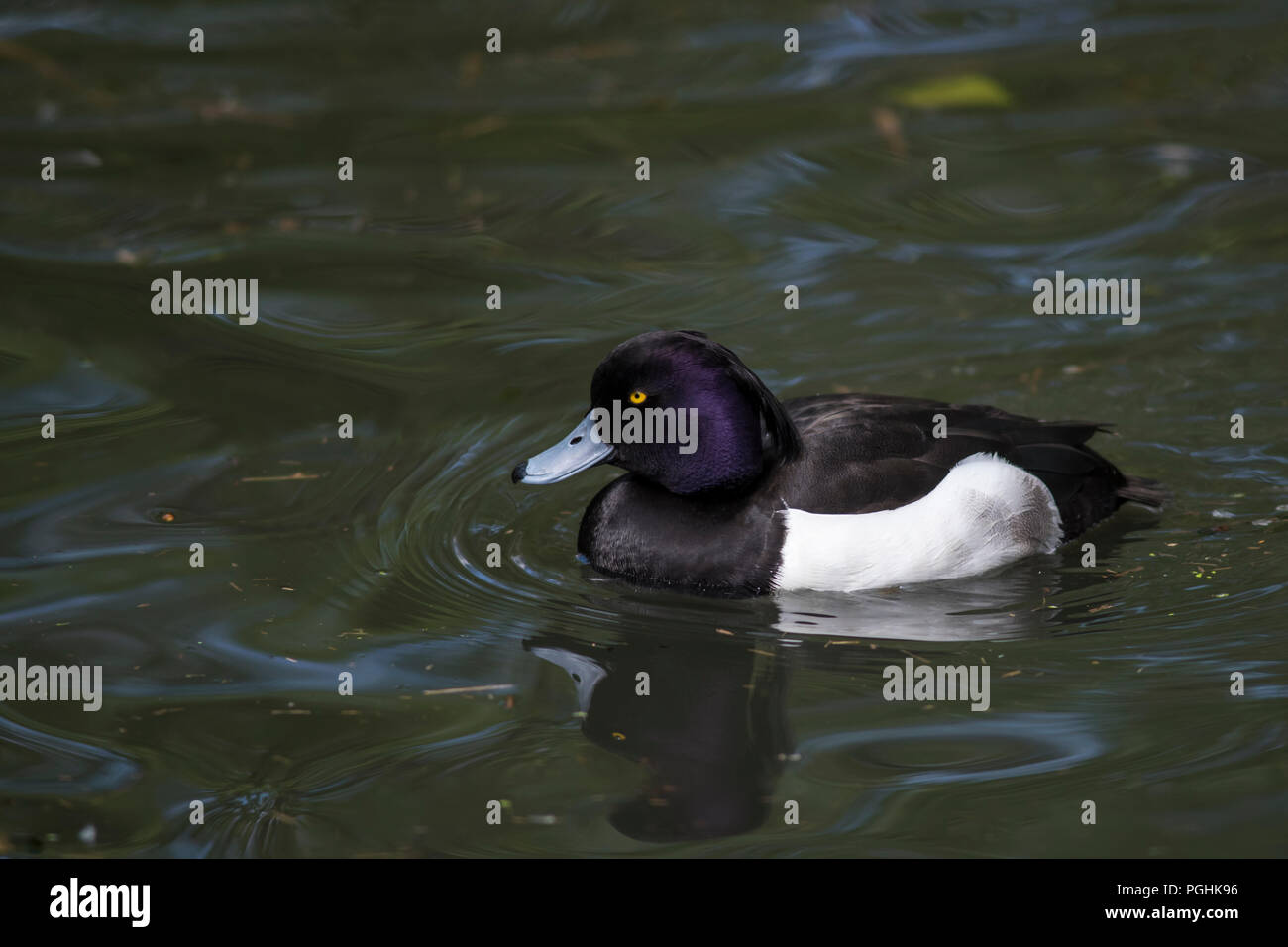 Left facing image of swimming Tufted Duck Aythya Fuligula Stock Photo