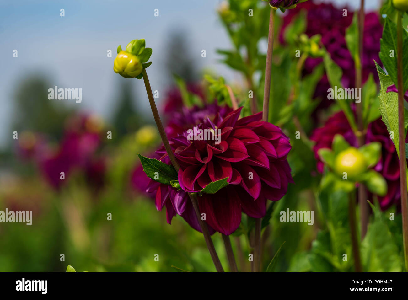 Dahlias on display hi-res stock photography and images - Alamy
