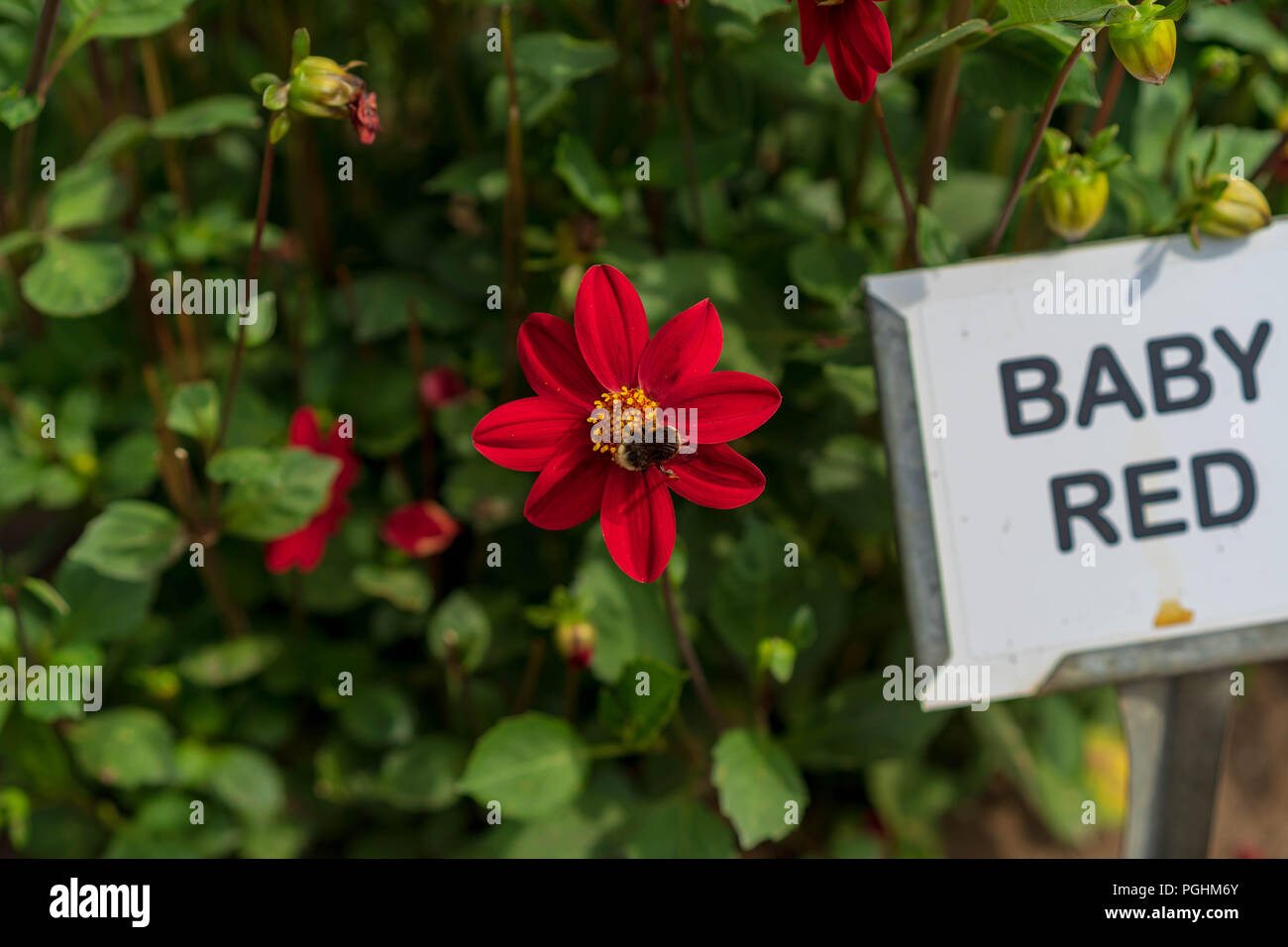 Dahlias on Display with Pollinators at work, Canby Oregon Stock Photo