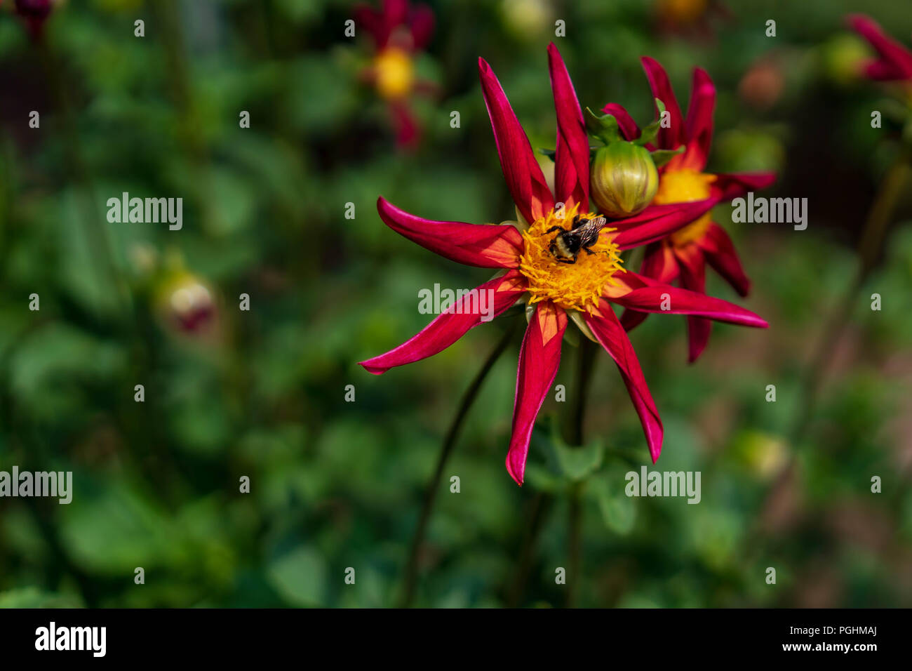 Dahlias on Display with Pollinators at work, Canby Oregon Stock Photo