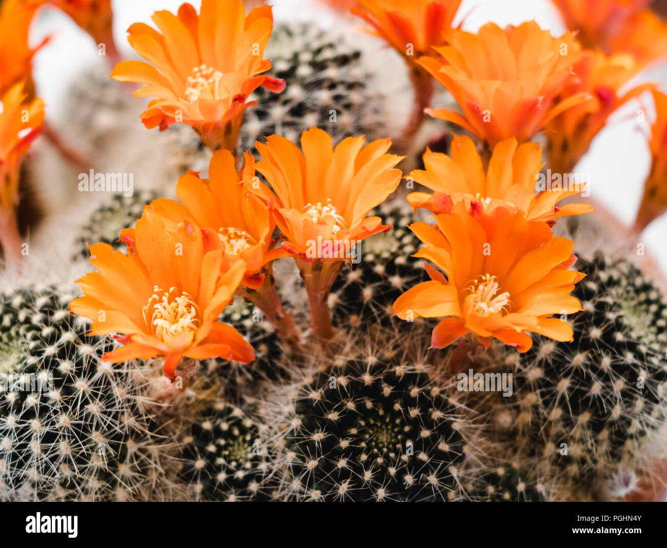 Flame Crown Cactus - Rebutia Flavistyla Stock Photo