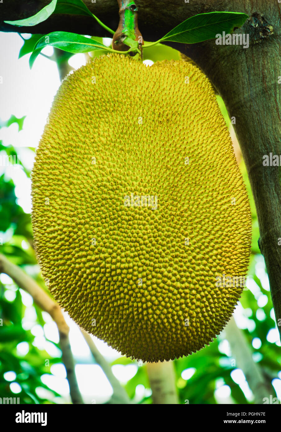 Jackfruit Tree - Jacquier enormous fruit Stock Photo