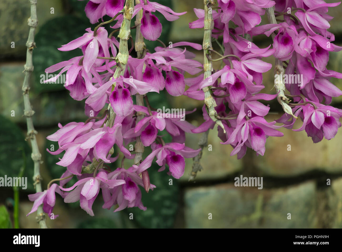 Orchid - Dendrobium Gratiosissimum Stock Photo