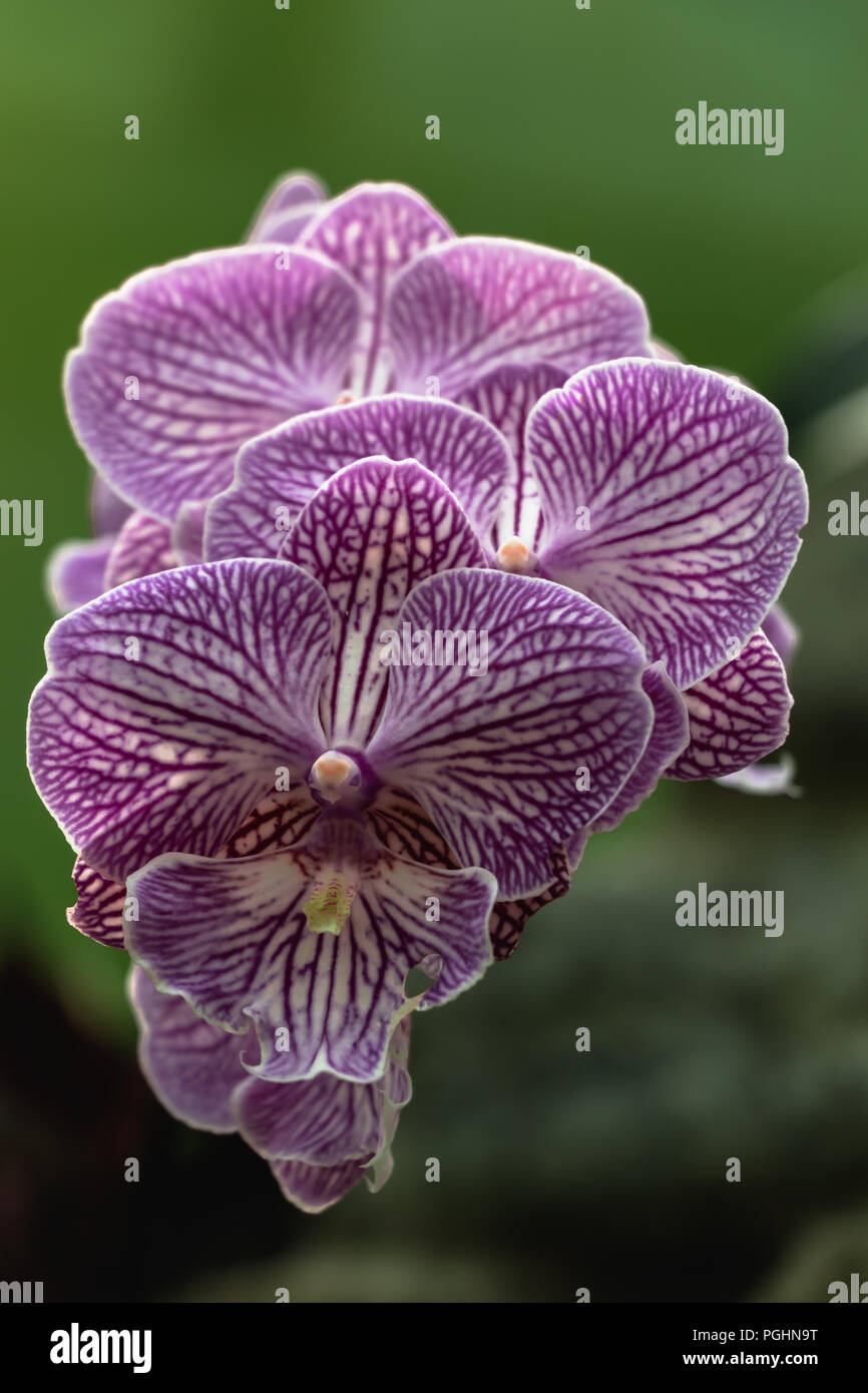 Phalaenopsis Orchid - white with purple stripes Stock Photo