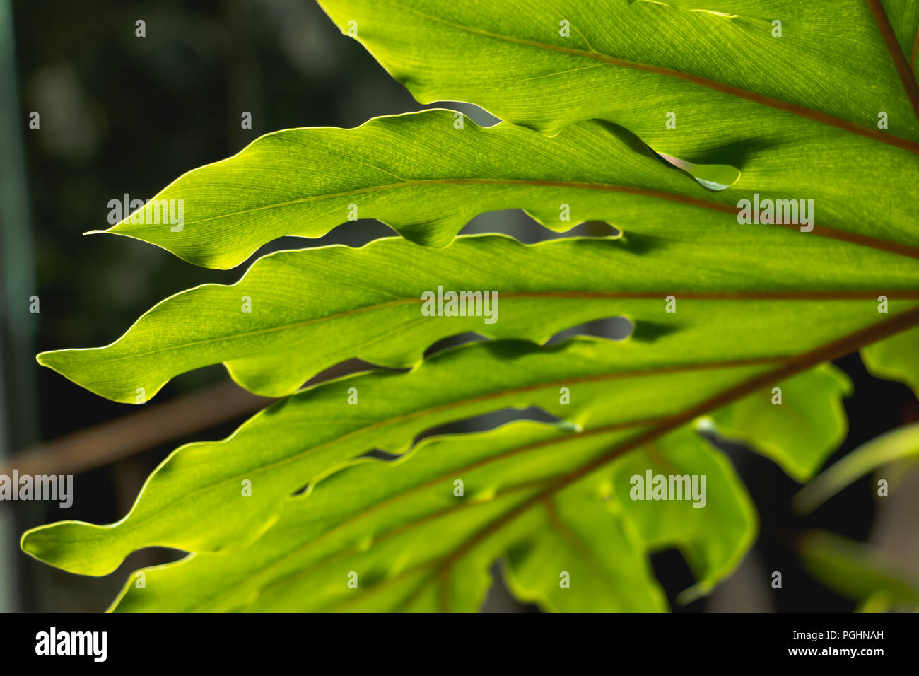 Philodendron Leaf Stock Photo