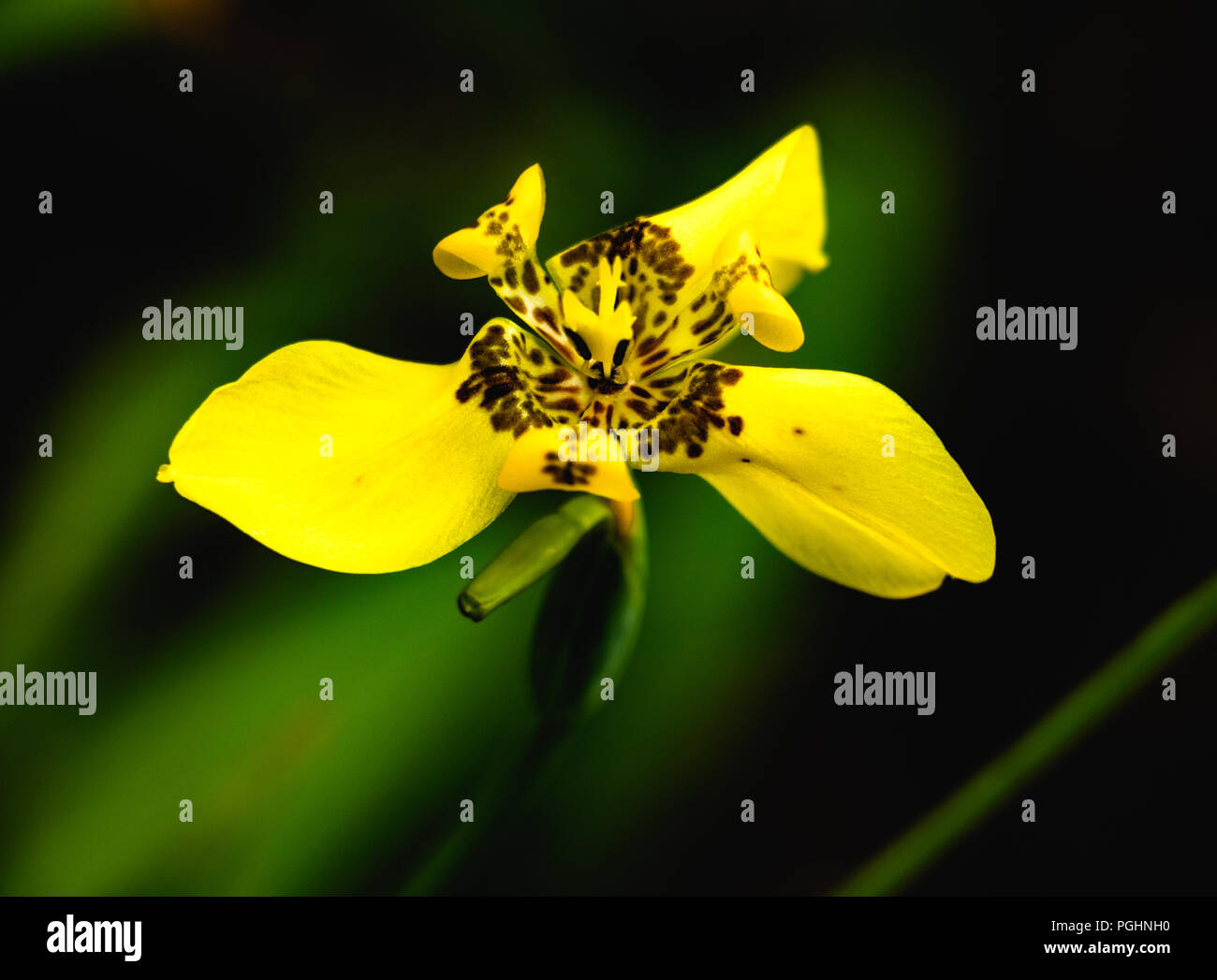 Yellow Orchid Flower on dark background Stock Photo