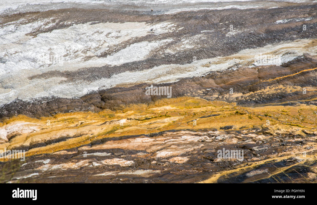 Microbial mats hires stock photography and images Alamy