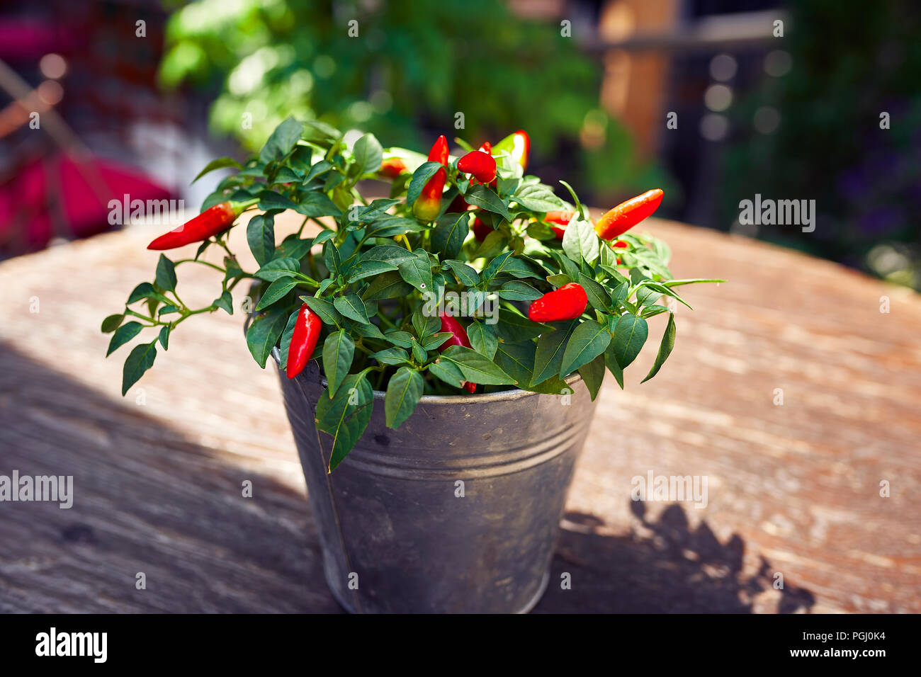 Hot pepper plant pot Stock Photo Alamy