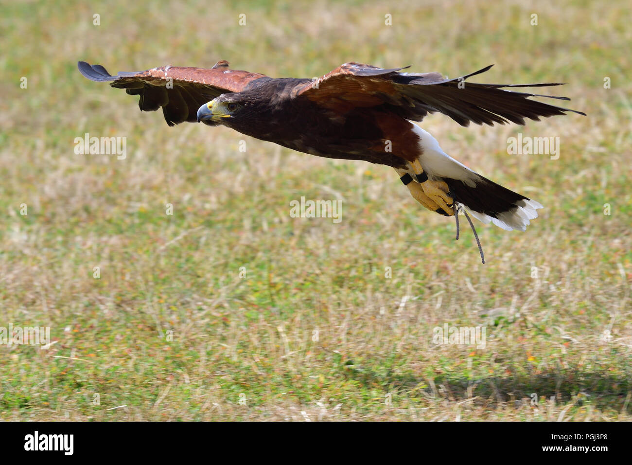 Portrait of a Harris's hawk (parabuteo unicinctus) in flight Stock Photo