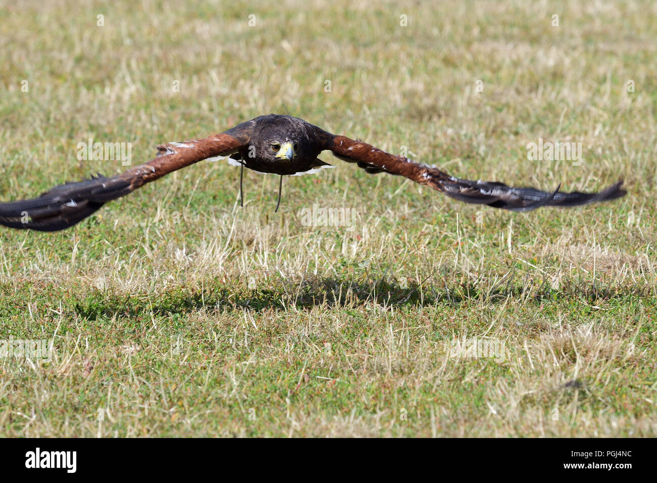 Portrait of a Harris's hawk (parabuteo unicinctus) in flight Stock Photo