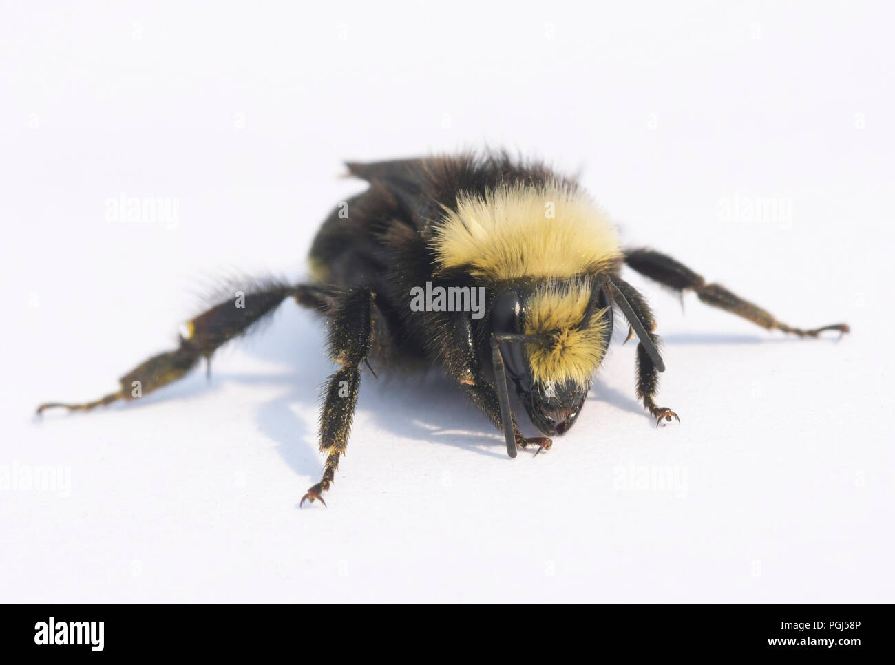 Yellow-faced Bumblebee (Bombus vosnesenskii) Oregon Coast Stock Photo