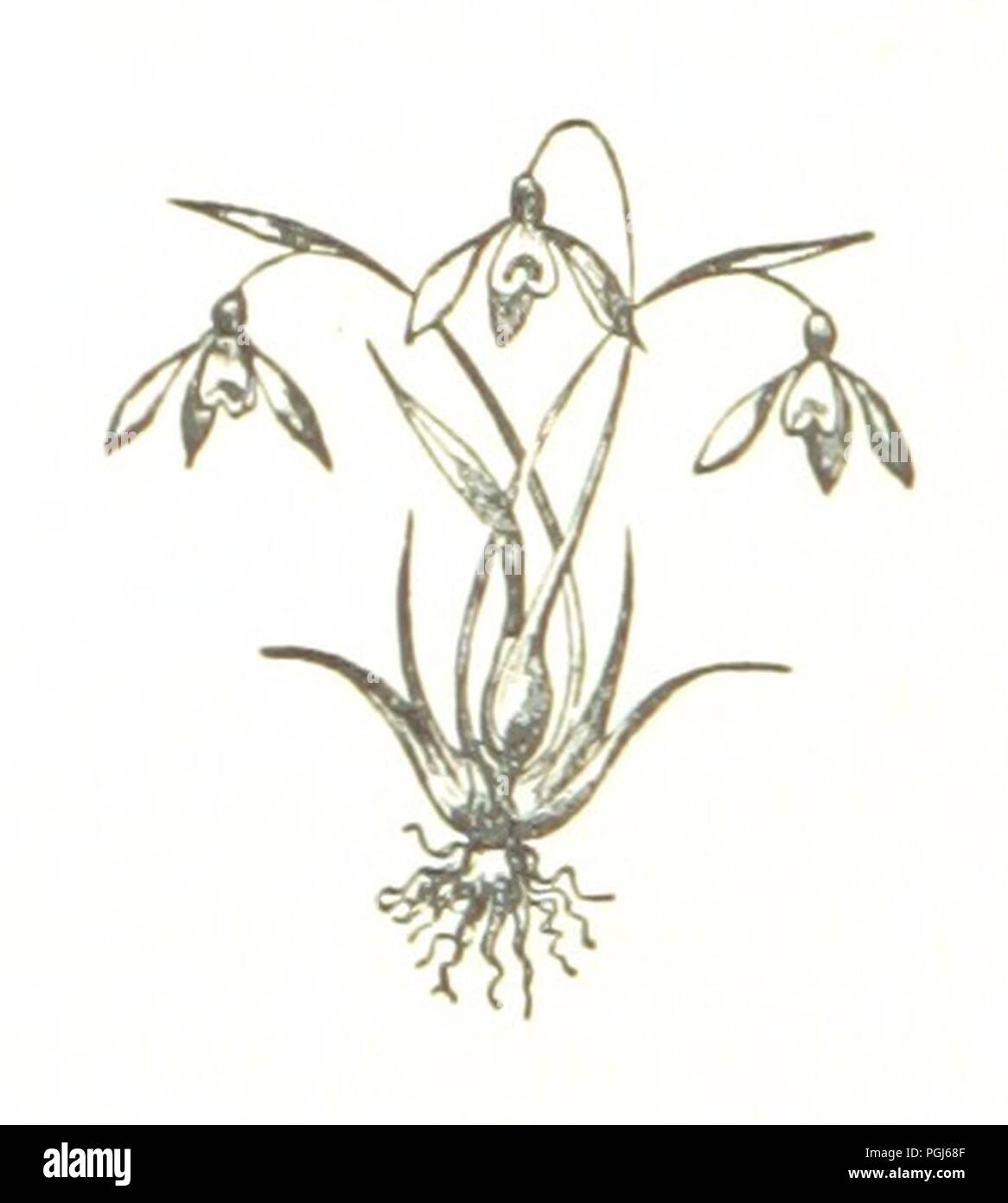Image  from page 240 of 'The Folks of Fernleigh. A country chronicle' . Stock Photo