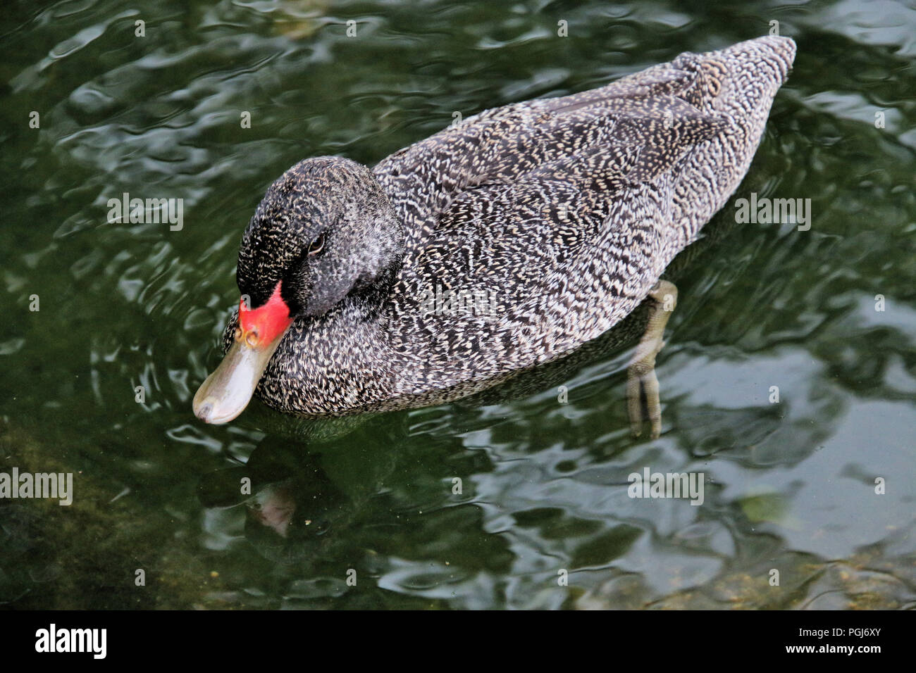 A view of a Freckled Duck at Slimbridge Stock Photo