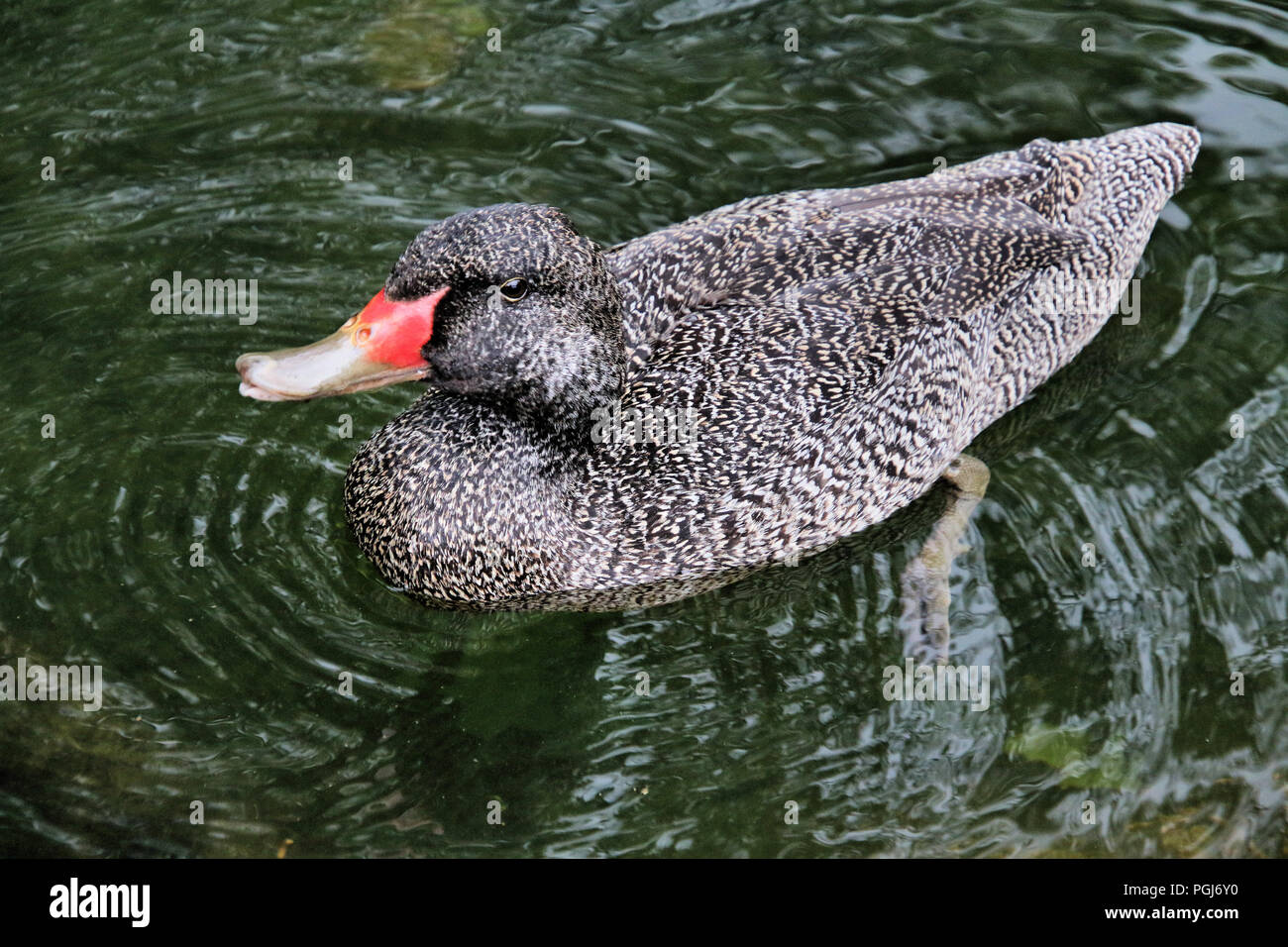 A view of a Freckled Duck at Slimbridge Stock Photo