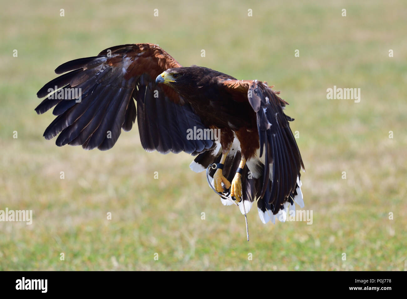 Portrait of a Harris's hawk (parabuteo unicintus) in flight Stock Photo