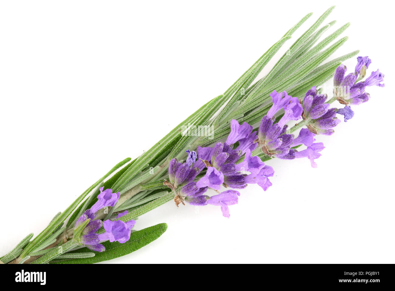 Twig of lavender with leaf isolated on a white background Stock Photo ...