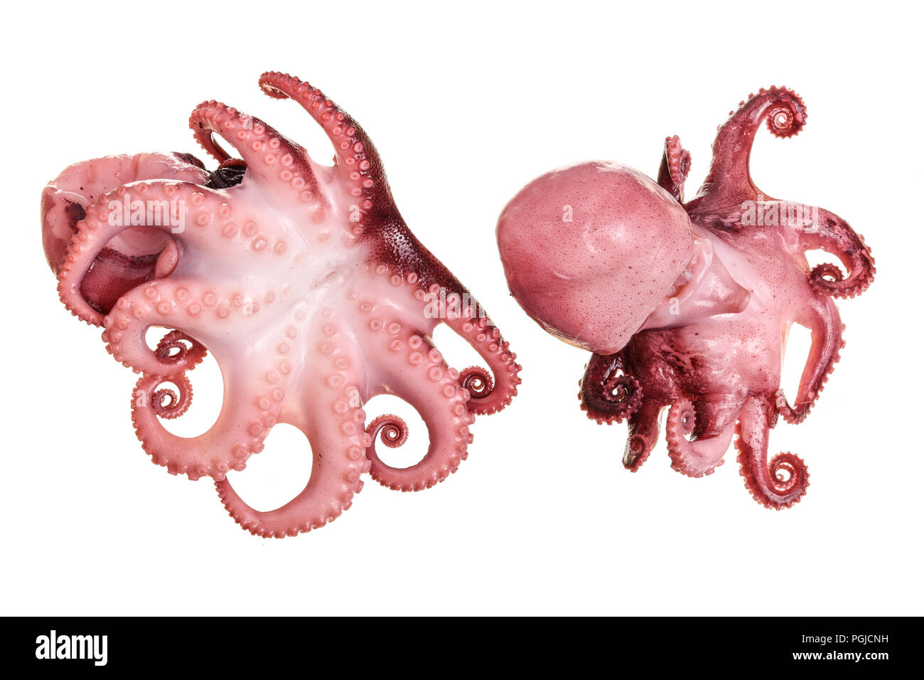 Small octopus isolated on white background. Close up Stock Photo - Alamy