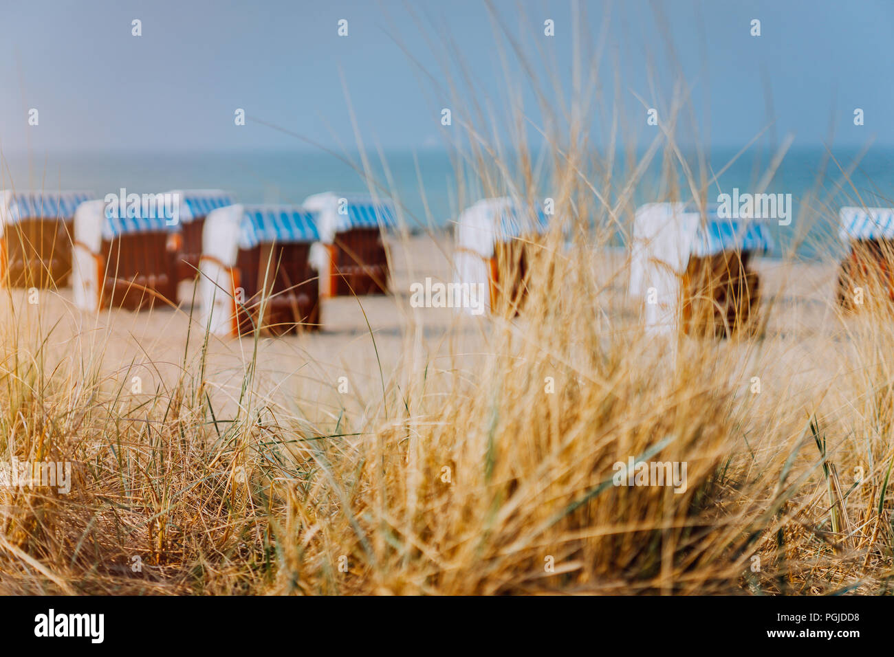 Dune grass and blue striped roofed chairs on sandy beach in background ...