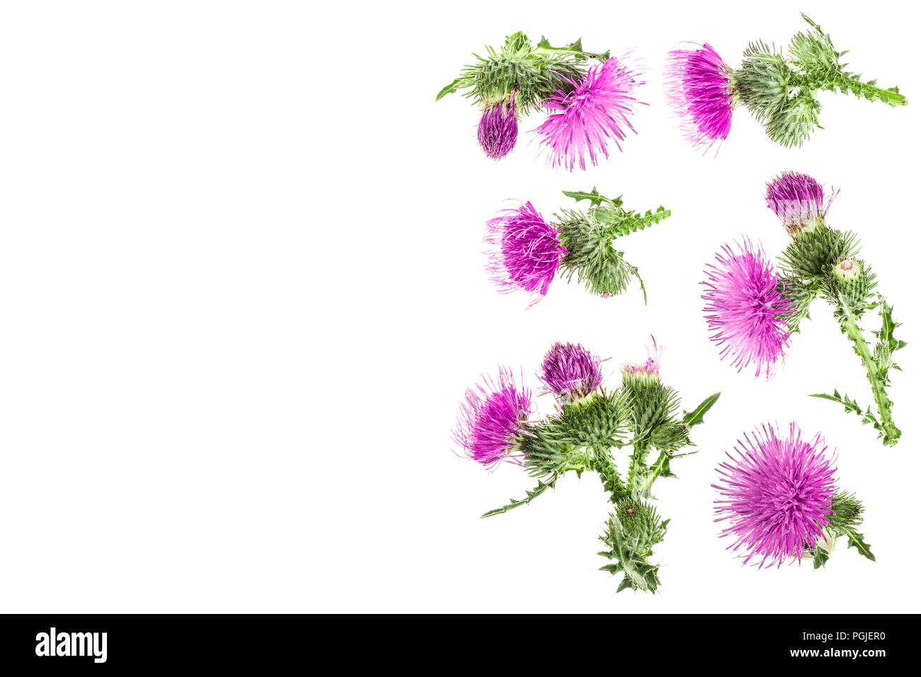 milk thistle flower isolated on white background with copy space for your text. Top view. Flat lay pattern. Stock Photo
