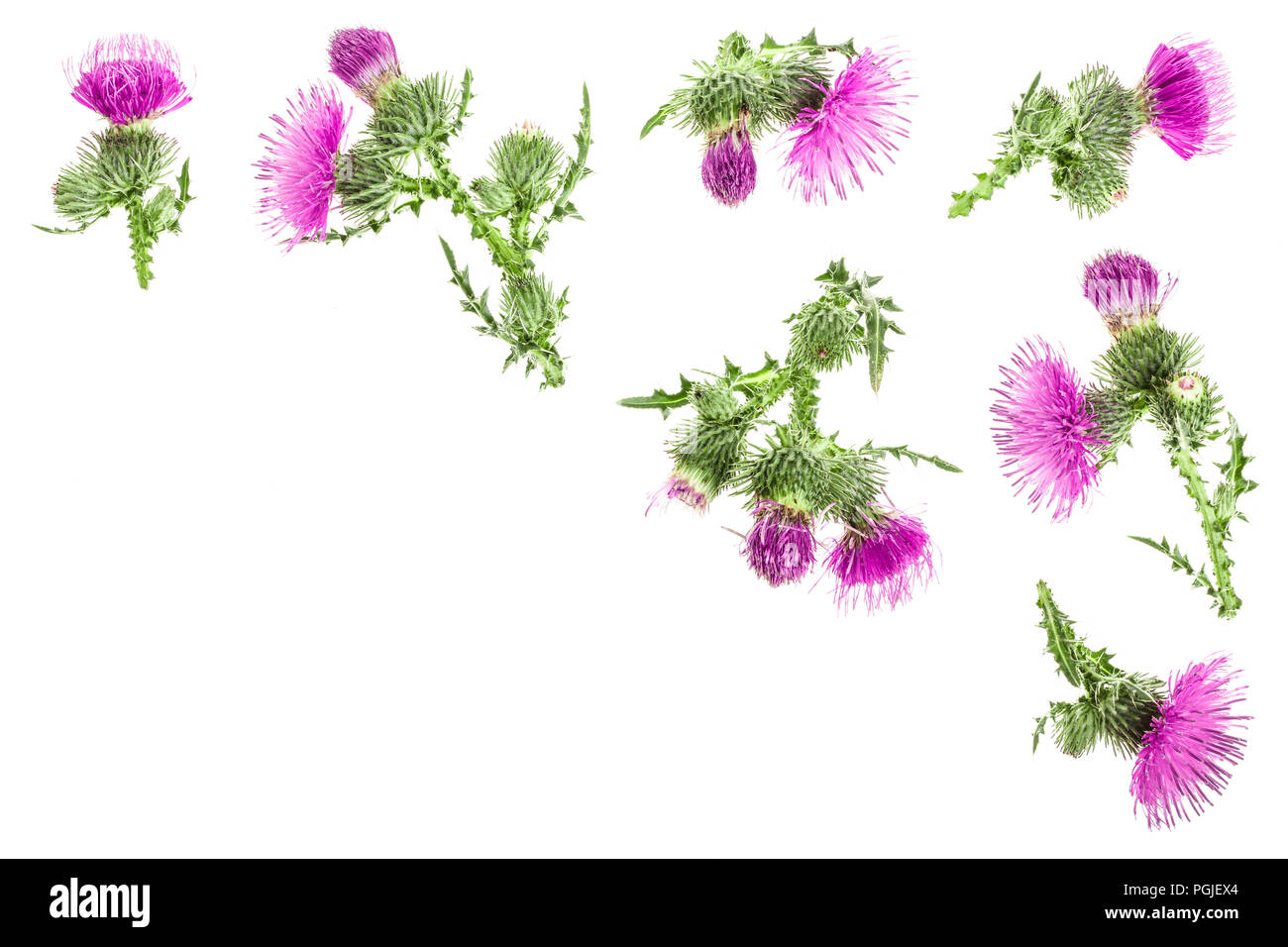 milk thistle flower isolated on white background with copy space for your text. Top view. Flat lay pattern. Stock Photo
