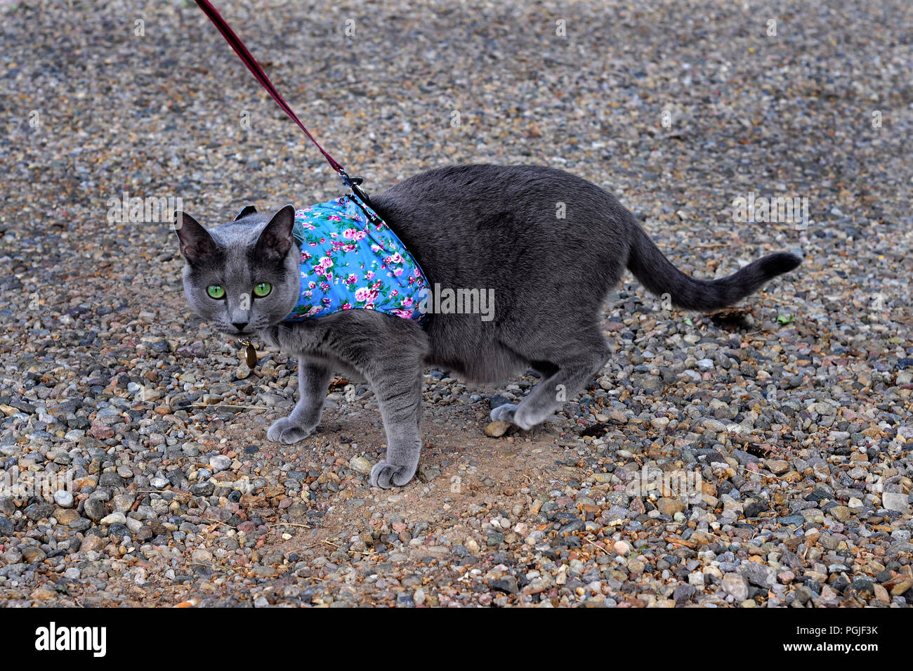 A Russian Blue cat on a leash wearing a cat harness is walked by its owner. Stock Photo