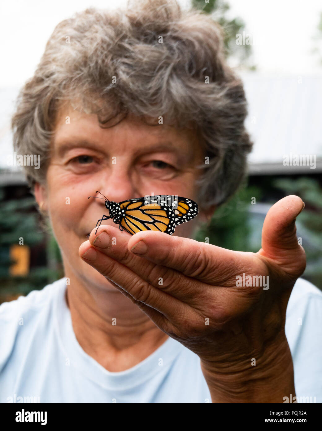 A senior female admiring a freshly emerged monarch butterfly, danaus plexippus, sitting on her hand in a garden in Speculator, NY USA Stock Photo