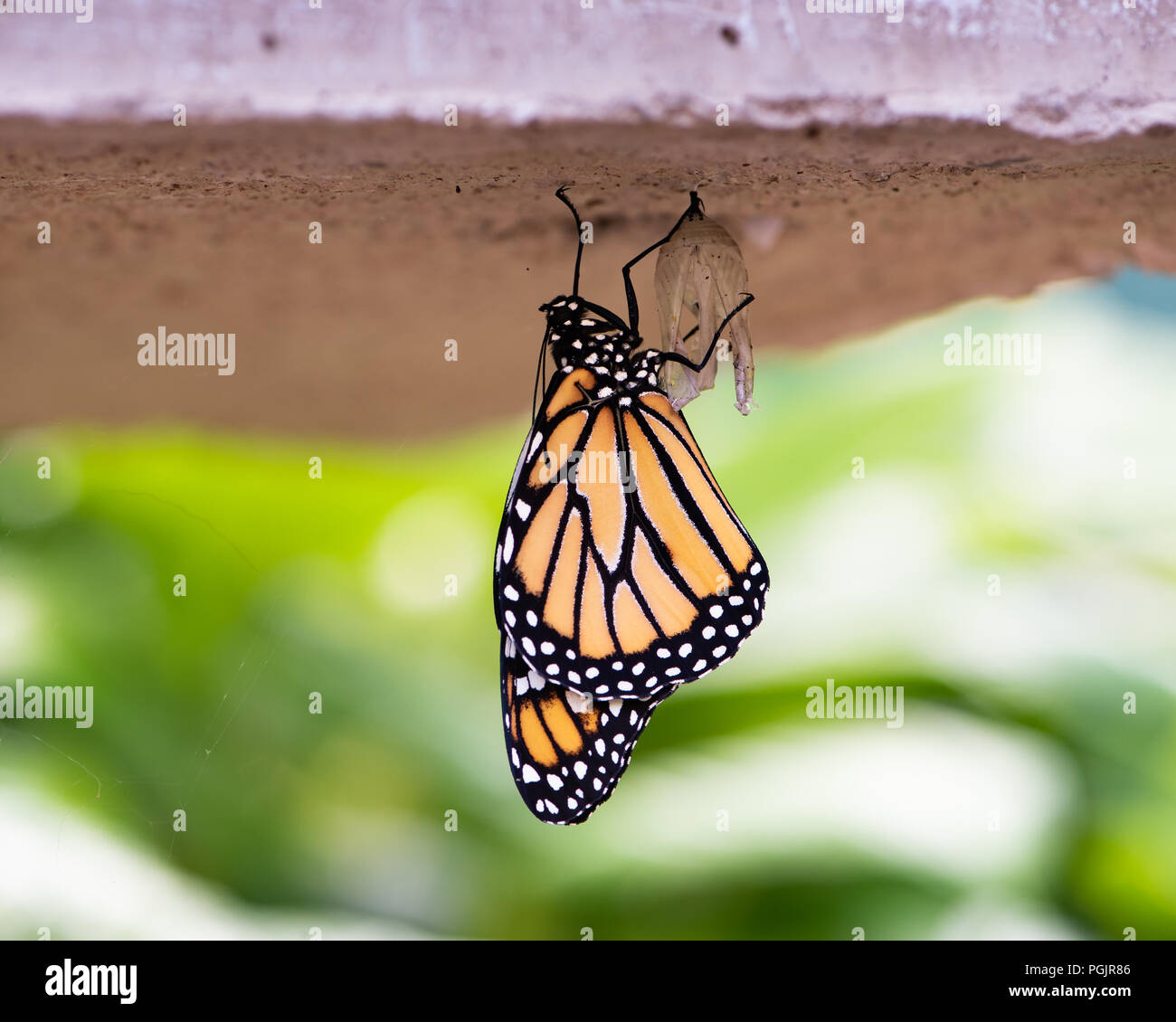 A Monarch butterfly, danaus plexippus, just emerging from the chrysalis stage hanging under a concrete bench in a garden in Speculator, NY USA Stock Photo