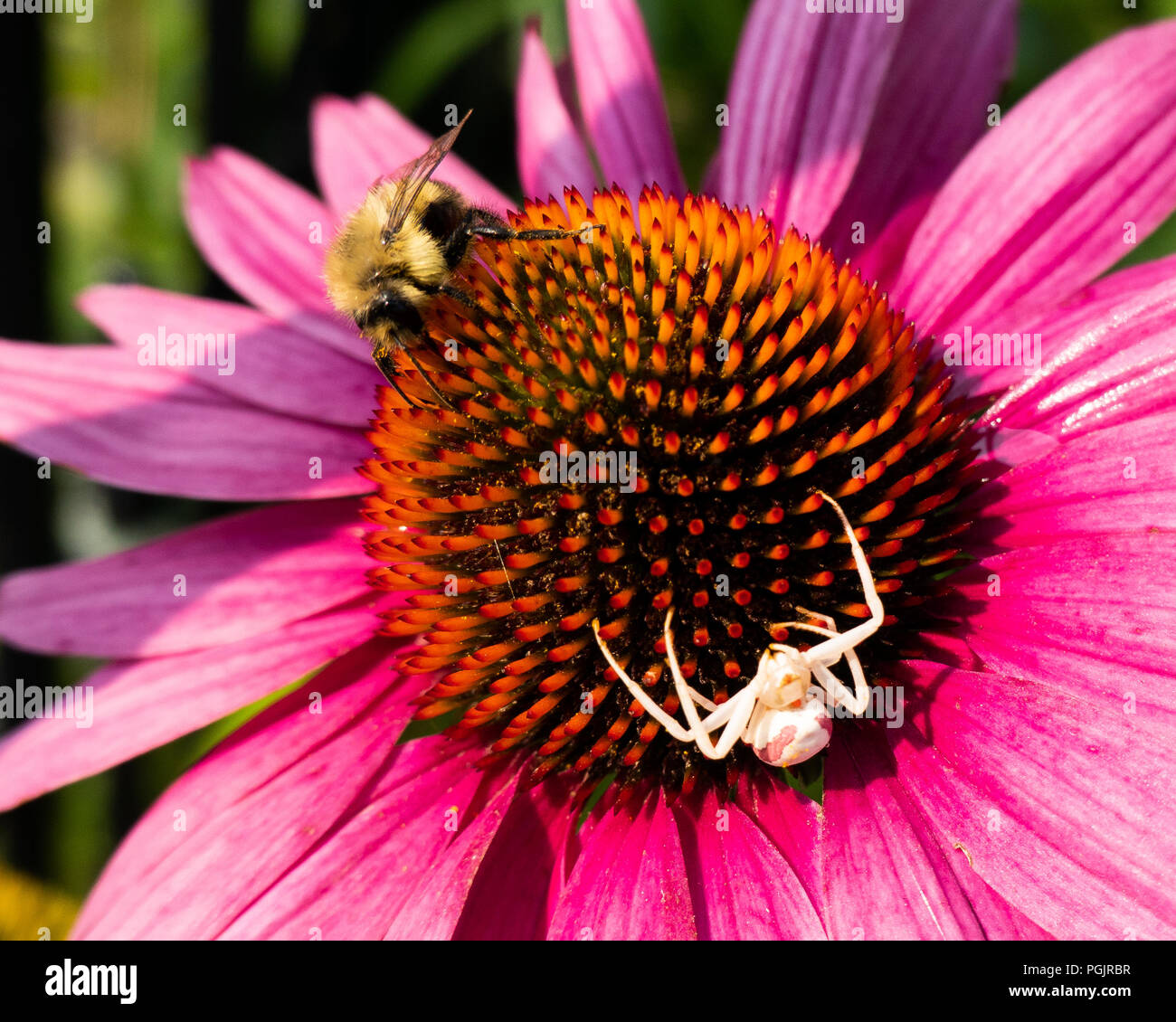 Pink crab spider hires stock photography and images Alamy