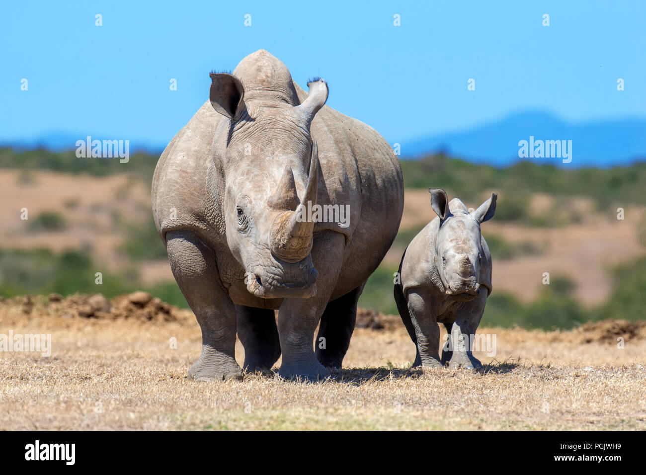 African white rhino, National park of Kenya Stock Photo